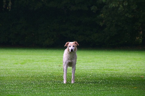 Hundewiese Eickhorst